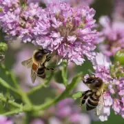 如何评估蜜蜂农药的安全性?