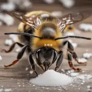 蜜蜂买回来多久才会产糖?