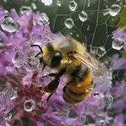 连续下雨天对蜜蜂的繁殖如何?