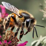 为什么蜜蜂是世界上最受欢迎的药物?