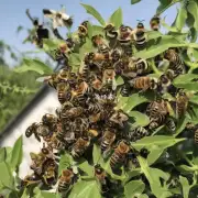 如何让蜜蜂在没有树木时生存?