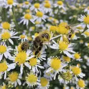 蜜蜂的繁殖周期如何?