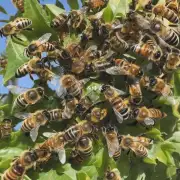 What are the different stages of a honeybee life cycle?