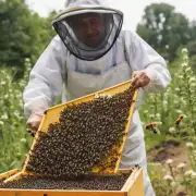 蜜蜂采蜜的经济效益如何?