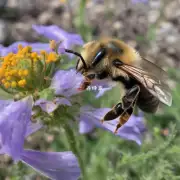 为什么蜜蜂一直Vielen年一直没有翅膀?