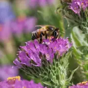为什么蜜蜂会在不同的地点寻找食物?