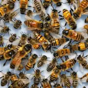不同种类的蜜蜂在培育过冬蜂方面的差异是什么?