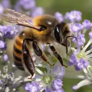 如何使蜜蜂不蛰?