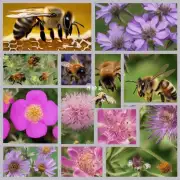 蜜蜂采蜜时如何识别不同的花朵?