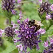 不同蜜蜂蛰肿胀的治疗方法有哪些?