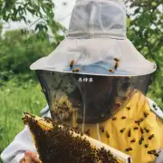 蜜蜂是如何选择蜂蜜的?