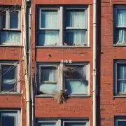 它们为什么要在窗户上筑巢的习性如何?