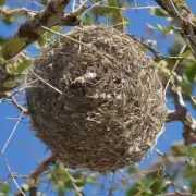 蜜蜂的筑巢材料如何?