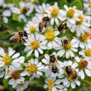 蜜蜂在授粉过程中如何确保果实正常发芽?