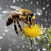 连续下雨天对蜜蜂的遗传变化有什么影响?