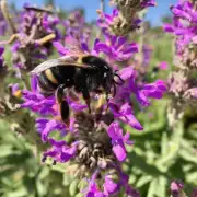 野蜜蜂疯后的情感状态如何?