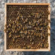 What is the purpose of honeybee colonies?