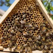为什么蜜蜂会选择建造蜂巢?
