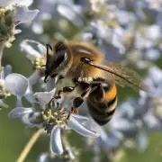 如何用微距手机镜头拍出清晰的蜜蜂照片?