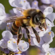 蜜蜂是如何知道要产蜂蜜石糖的?