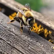 为什么蜜蜂会踩到蜂巢的视觉效果?