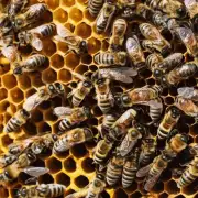 蜜蜂什么时候才会开始交尾?