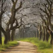 树木的化学成分如何影响快蜜蜂的行为?