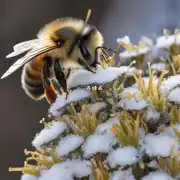 蜜蜂在冬季如何寻找食物?