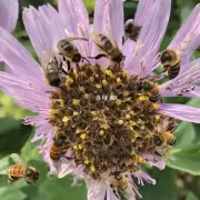 小蜜蜂翅膀如何用于收集食物?