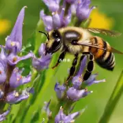 蜜蜂吃草儿长时为什么要选择这种方式?