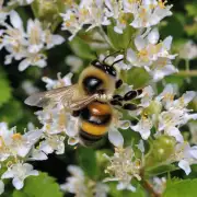 树木的生理特性如何影响快蜜蜂的觅食行为?