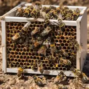 如何让野生蜜蜂在分成箱蜂的过程中保持活力?