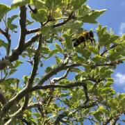 快蜜蜂为什么多以树木为主题?