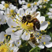 蜜蜂叮对生态系统的影响是什么?