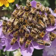 What are the different types of honeybee nests?