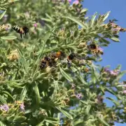 蜜蜂的飞行方向是什么?