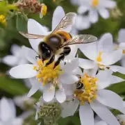 红糖如何与蜜蜂的繁殖有关?