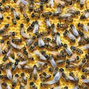 如何判断蜜蜂是否健康的?