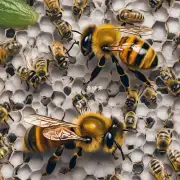 蜜蜂叮对人类健康的影响是什么?