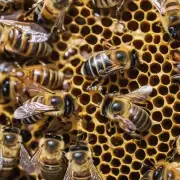 蜜蜂聚会的社会行为如何帮助它们维持社会秩序?