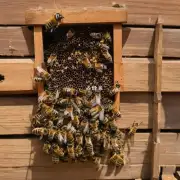如何让蜜蜂在王台上筑巢?