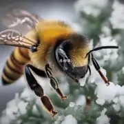 冬天杨小蜜蜂如何照顾幼蜂?