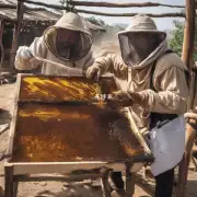 不同蜜蜂采蜜的文化影响如何?