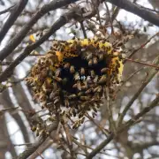 蜜蜂在冬天如何寻找巢穴?