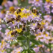 What are some of the threats to honeybees?