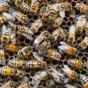 蜜蜂巢皮在不同的艺术作品中如何体现?