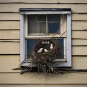 它们为什么要在窗户上筑巢?
