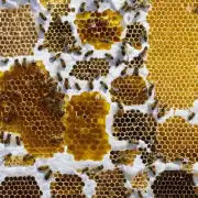 不同采蜜方式的蜜蜂采蜜效率如何?
