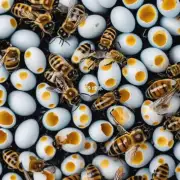 蜜蜂卵在冬天如何寻找食物?