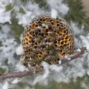 蜜蜂卵在冬天如何进行繁殖?